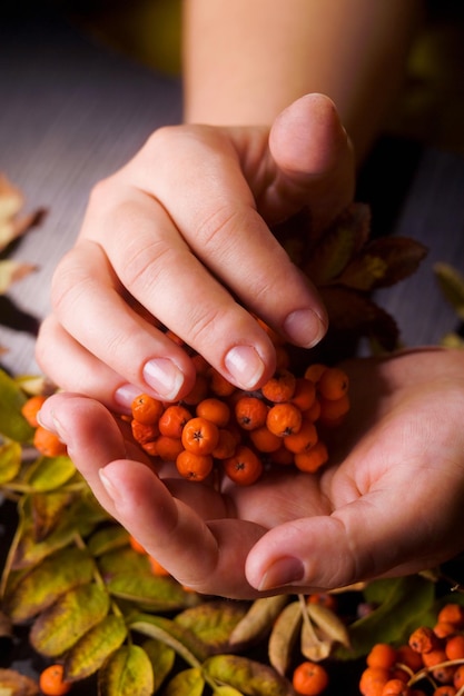 Hand of a woman who keeps a branch of mountain ash. Nature and People