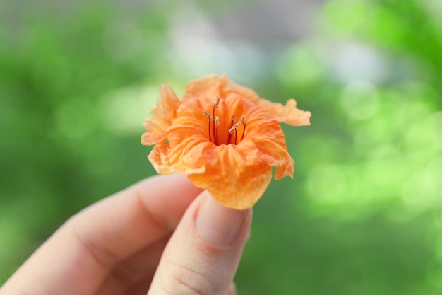 Hand of woman with beautiful tropical flower outdoors closeup
