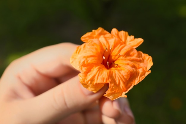 Hand of woman with beautiful tropical flower outdoors closeup