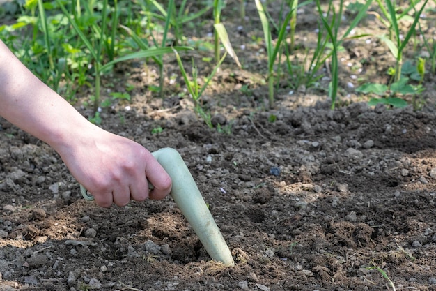 Hand works the soil with garden tool Small gardening work tool in the vegetable garden Spring gardening