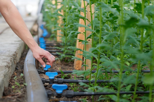 Hand of young female farmer switching on system of irrigation