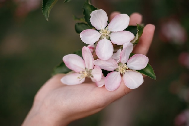 リンゴの花を持つ少女の手