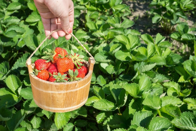 La mano di una giovane donna tiene la padella con fragole fresche sotto le piante di strawreries