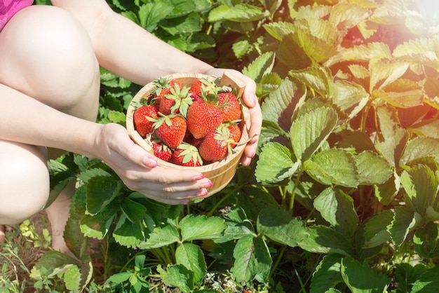 The hand of a young woman are holding the pan with fresh strawberries under strawreries plants