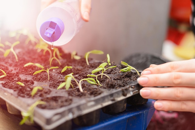 若い女性の手が土の入った容器に苗を植えて水をやります