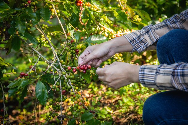 Hand of a young woman collecting fresh coffee from a tree in a plantation in Doi Chang Chiang Rai Thailand