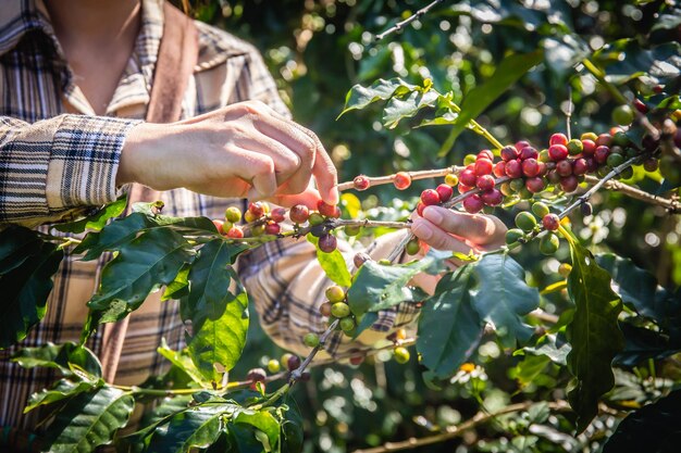 Photo hand of a young woman collecting fresh coffee from a tree in a plantation in doi chang chiang rai thailand