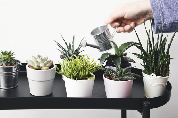 A hand of a young woman watering succulent home plants