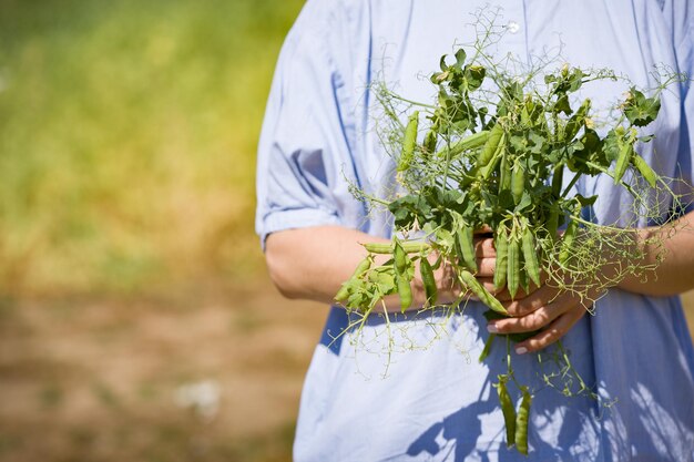 Hand of young woman with a bouquet of peas against the background of the garden Healthy food snacks