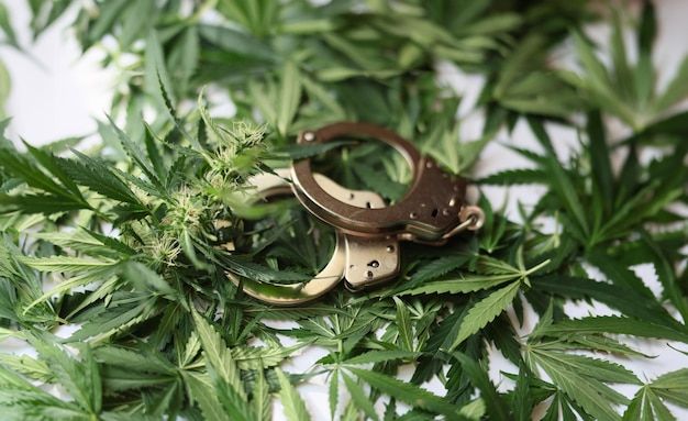 Handcuffs on green leaves and cannabis buds closeup