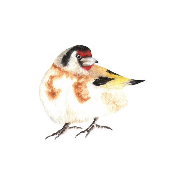 Handdrawn watercolor goldfinch