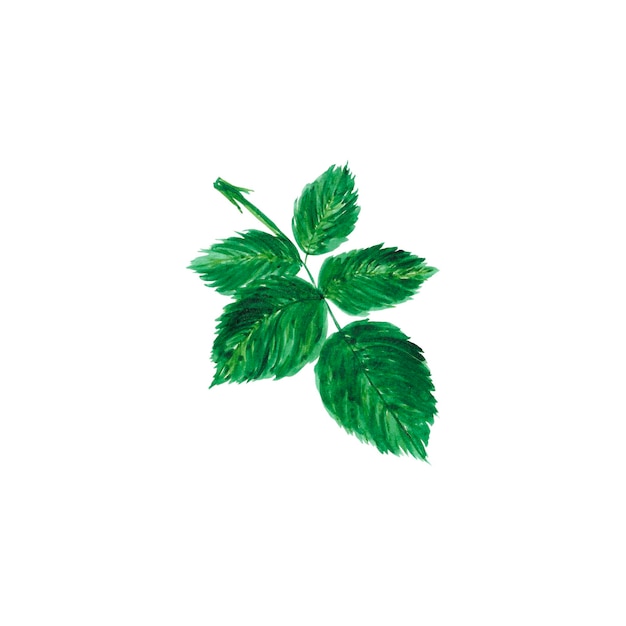 Handdrawn 수채화 녹색 장미 흰색 배경에 나뭇잎 스크랩북 디자인 요소 타이포그래피 포스터 청첩장 엽서 레이블 배너 디자인