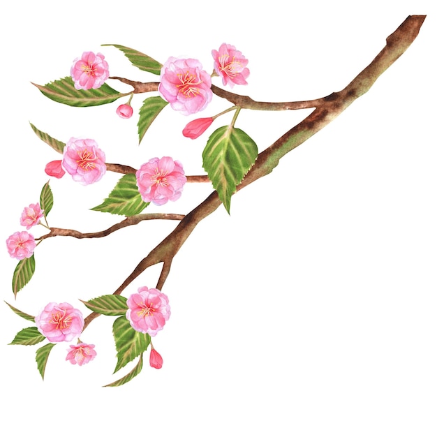 Photo handdrawn watercolor illustration beautiful sakura cherry tree branch with pink flowers and green