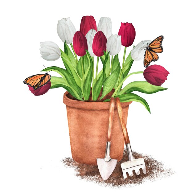 Handdrawn watercolor illustration terracotta flowerpot with white and red tulips and butterflies