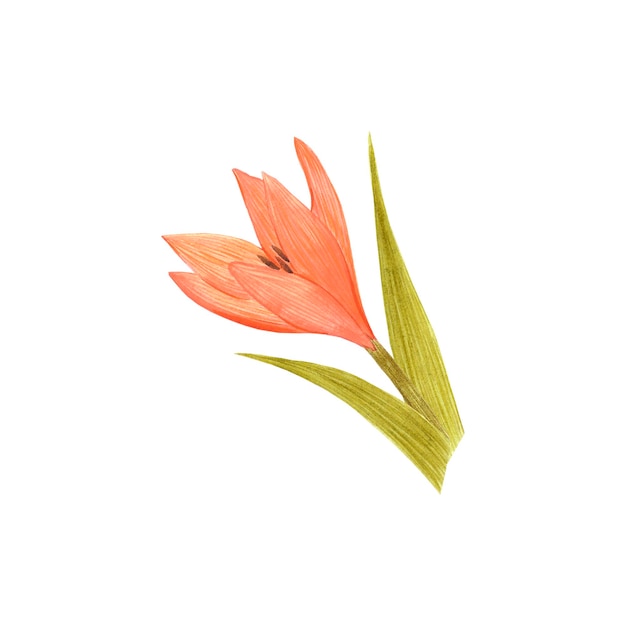 Handdrawn Watercolor orange lily with green leaves on white background design poster label post card