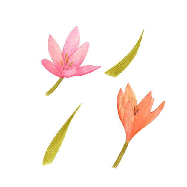 Handdrawn Watercolor pink and orange lily with green leaves on the white background