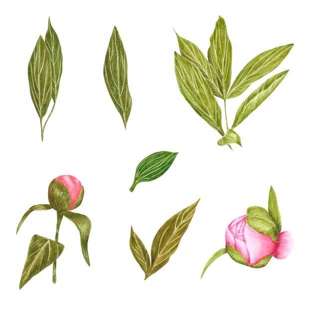 Handdrawn Watercolor pink peony buds and green leaves set on white background poster label banner