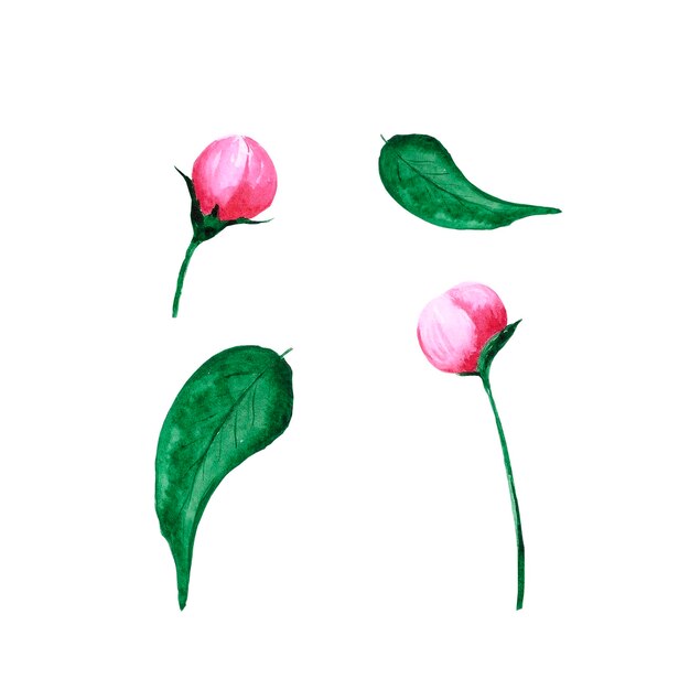 Handdrawn Watercolor pink peony flower buds with green leaves on the white background