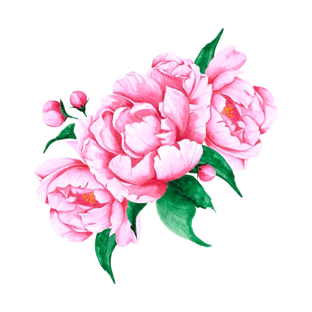 흰색 바탕에 녹색 잎이 있는 손으로 그린 수채색 분홍색 모란 꽃과 새싹 꽃다발