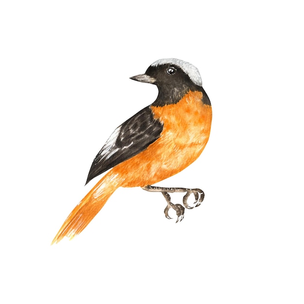 Handdrawn 수채화 redstart 새