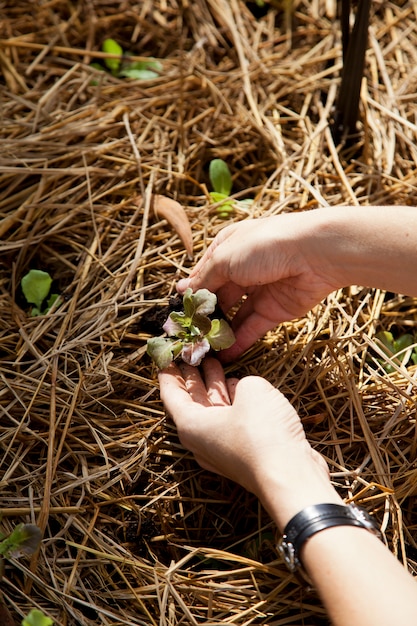 Handen die babysla planten