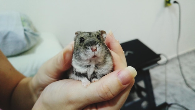 Handen die een hamster vasthouden