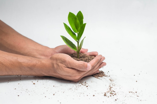 Handen die en een groene jonge plant houden geven