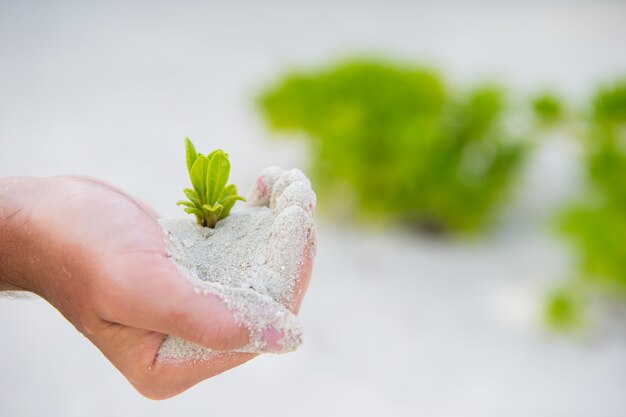 Handen die groene jonge boompjeachtergrond houden het witte zand