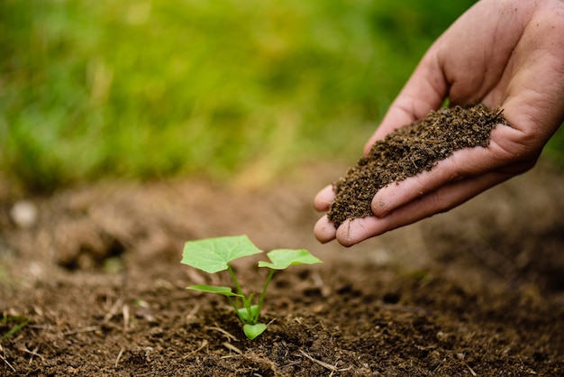 Handen die grond houden om een ​​jonge boom te planten. Dag van de aarde concept.