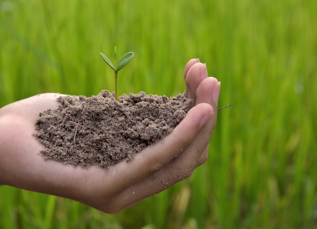 Handen die kleine jonge plant, jonge boom op groene rijstachtergrond houden