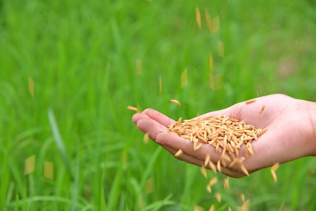 Handen die rijst en padie op groene achtergrond houden