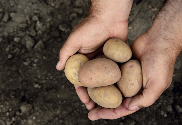 Handen die verse aardappelen houden die net uit de grond zijn gegraven