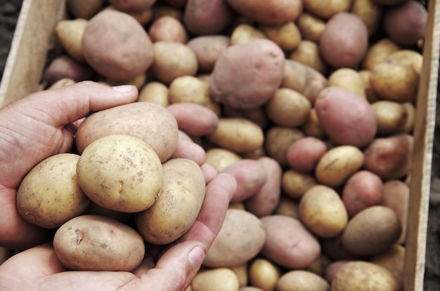 Handen die verse aardappelen vasthouden die net uit de grond zijn gegraven.