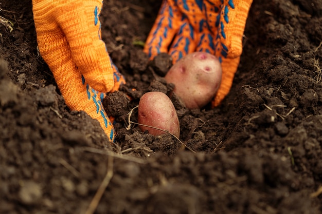 Handen die verse organische aardappels van grond oogsten