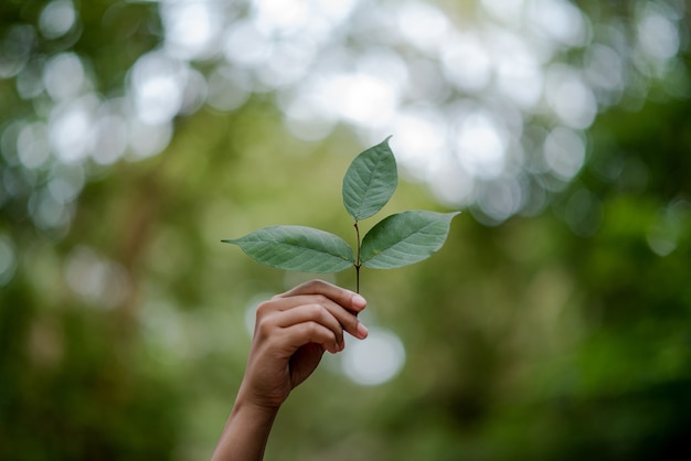 Handen en natuur houden van Bright love Geef elkaar op een natuurlijke manier liefde en schoonheid