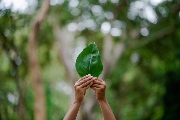 Foto handen en natuur houden van bright love geef elkaar op een natuurlijke manier liefde en schoonheid