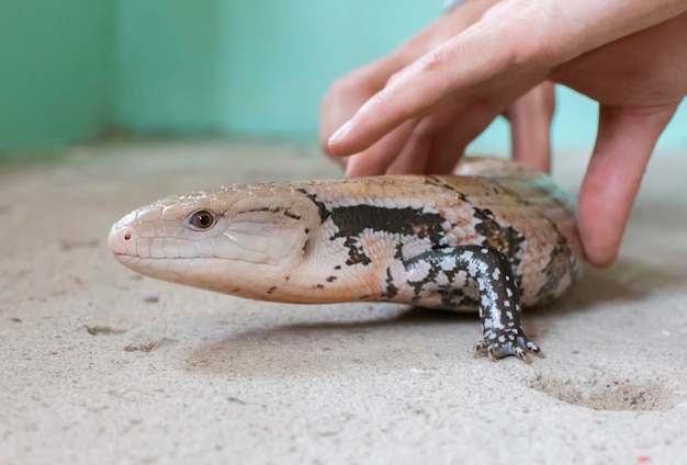 Handen houden een gestreepte hagedis Herpetologie vast