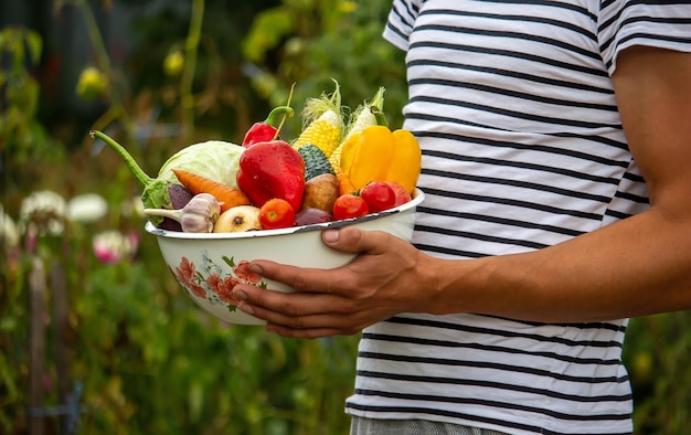 Handen houden een groot bord vast met verschillende verse landbouwgroenten Herfstoogst en gezond biologisch voedselconcept