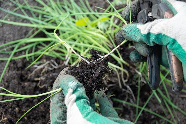 Handen in handschoenen houden groene spruiten met wortels in de grond om in de grond te planten