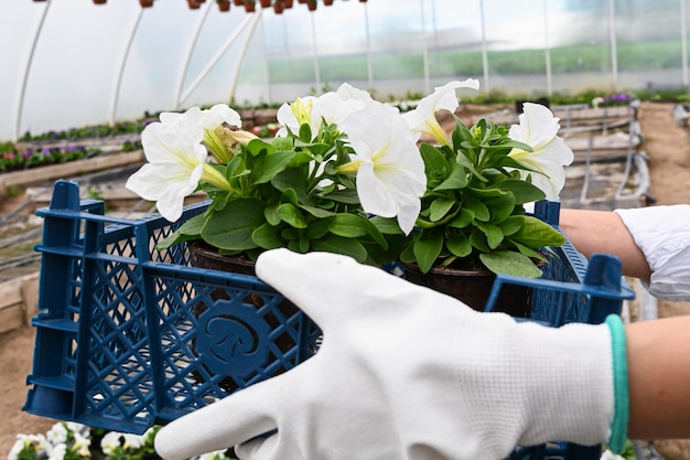 Handen in werkhandschoenen met een bloem zaailingen in een pot in een plastic doos Commerciële teelt kamerplanten