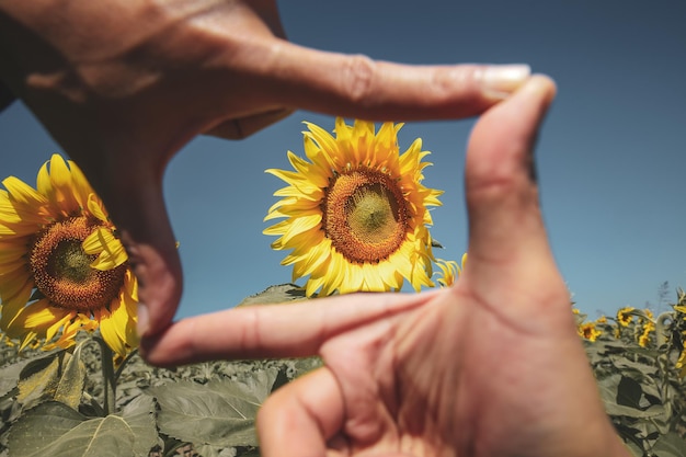 Handen inlijsten Fotografen handen focussen op een zonnebloemveld