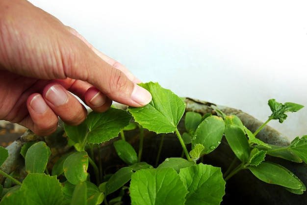 Handen inspecteren jonge meloenzaadjes en planten een van de planten die een goede zakelijke waarde hebben