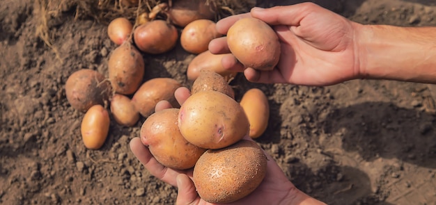 Handen met een bos van aardappelen