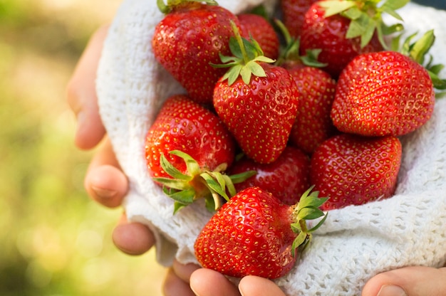 Handen met een handvol verse aardbeien