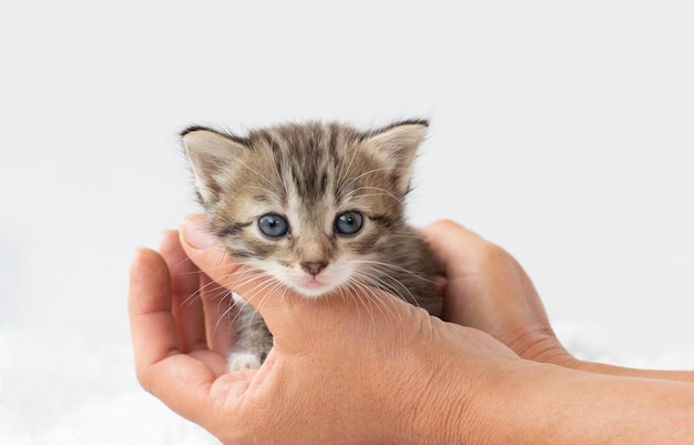 Handen met een kitten op witte achtergrond