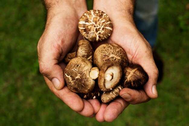 Handen met een verse champignon