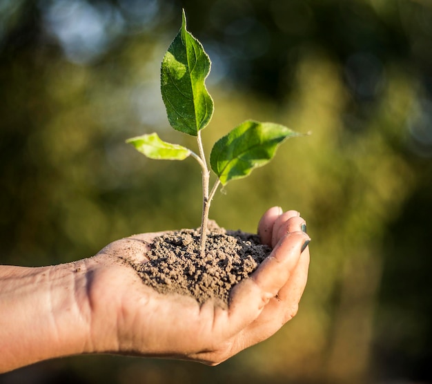 Handen met een zaailing om in zonlicht te planten.