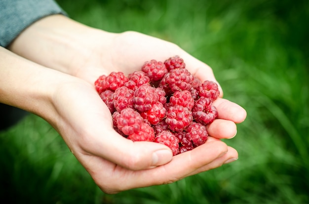 Handen met frambozen