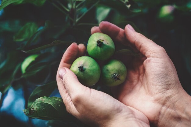 Handen met groene appels op een boomtak holding