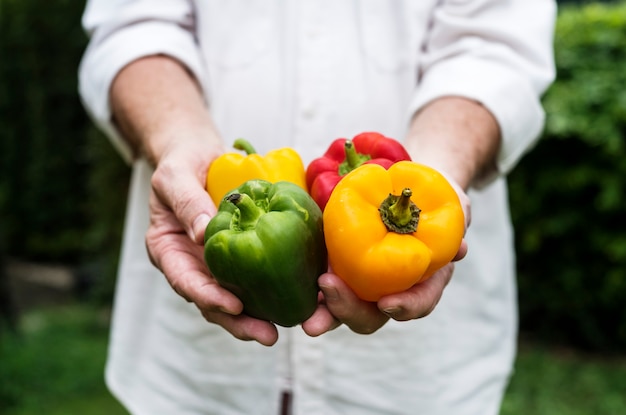 Handen met groene paprika biologische producten van boerderij